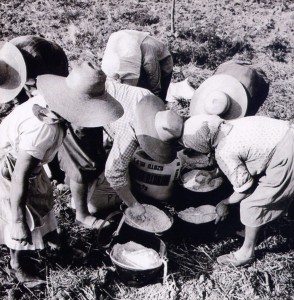 Distribuzione a mano del concime nelle parcelle sperimentali (Foto archivio ISP)