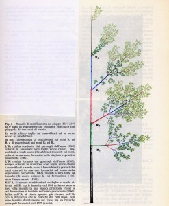 Schema per il campionamento delle foglie 