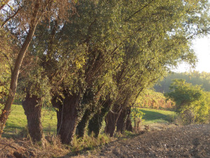 Capitozze di salici: Molto diffuse fino alla metà del novecento nelle golene e nelle aziende agrarie per la produzione di pali.