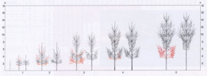 Poplar pruning. Schema di potatura per piante cresciute da pioppelle di un anno.