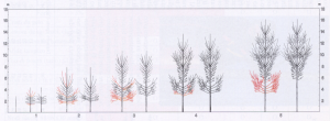 Poplar  pruning. Schema di potatura per piante cresciute da pioppelle di un anno.