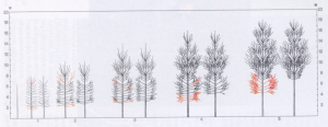 Poplar pruning. Schema di potatura per piante cresciute da pioppelle di due anni.