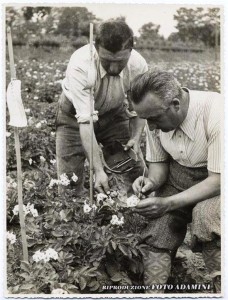 Il prof. Jacometti mentre sta facendo incroci sulla patata.